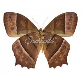 Targetis Chrysogone
