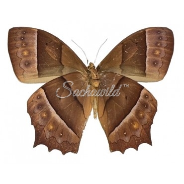 Targetis Chrysogone