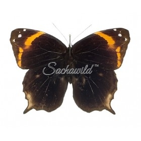 Opoptera Aorsa Hilaris