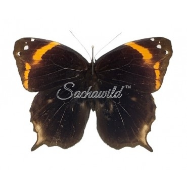 Opoptera Aorsa Hilaris