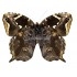 Opoptera Aorsa Hilaris