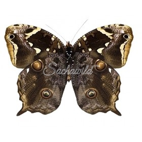 Opoptera Aorsa Hilaris