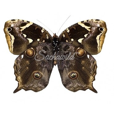 Opoptera Aorsa Hilaris