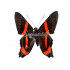 Ancyluris Colubra