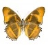 Metamorpha Spp