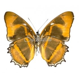 Metamorpha Spp