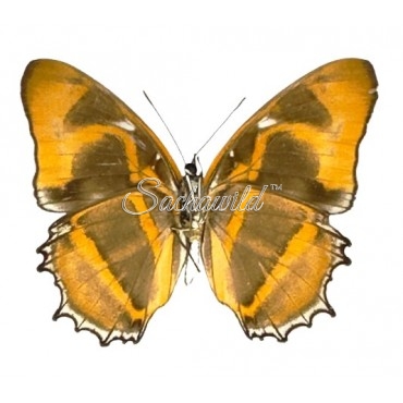 Metamorpha Spp
