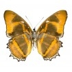 Metamorpha Spp (U)