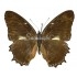 Metamorpha Spp