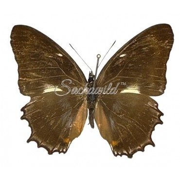 Metamorpha Spp