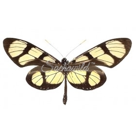 Thyridia Psidii