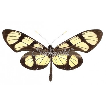 Thyridia Psidii
