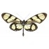 Thyridia Psidii