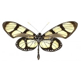 Thyridia Psidii