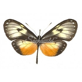 Hyalyris Coeno Atrata