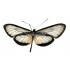 Hyalyris Praxilla Abscondita