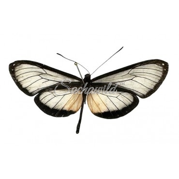 Hyalyris Praxilla Abscondita