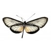 Hyalyris Praxilla Abscondita (M)