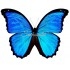 Morpho Menelaus Occidentalis