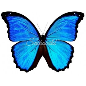 Morpho Menelaus Occidentalis