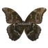 Morpho Menelaus Occidentalis