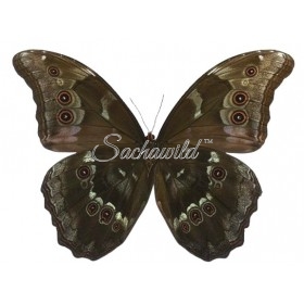 Morpho Menelaus Occidentalis