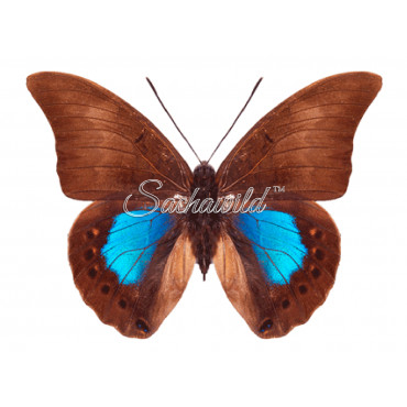 Archaeoprepona Chromus (M)