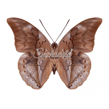 Archaeoprepona Chromus (M)