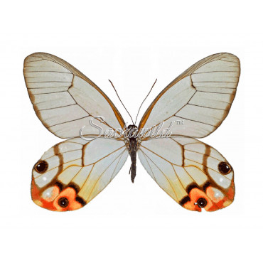 Haetera Piera Negra (F)