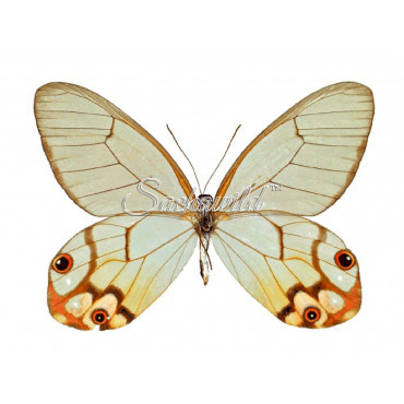 Haetera Piera Negra (F)