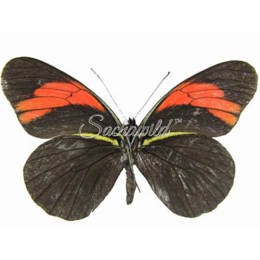 Pereute Charops Peruviana (F)