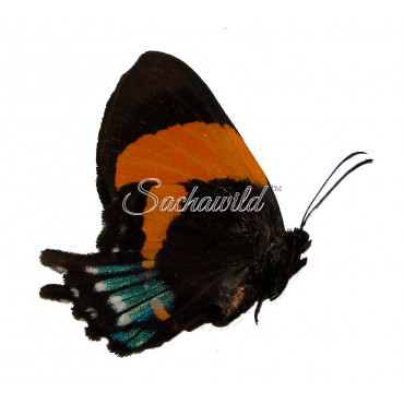 Ancyluris Inca Cacica