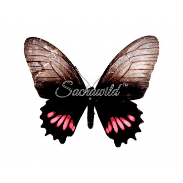 Mimoides (Eurytides) Ariarathes Arianus (F)