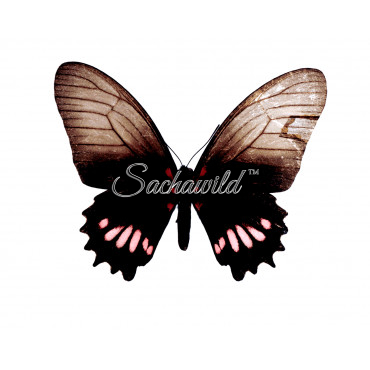 Mimoides (Eurytides) Ariarathes Arianus (F)