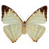 Morpho Zephyritis (F)
