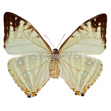 Morpho Zephyritis (F)