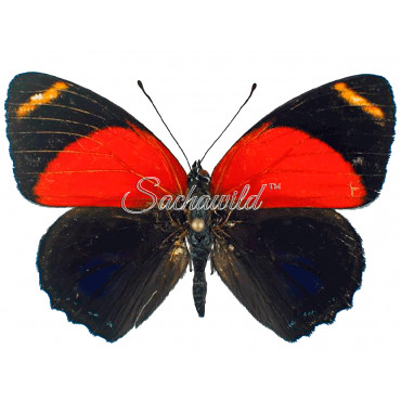 Callicore Texa Maimuna (M)