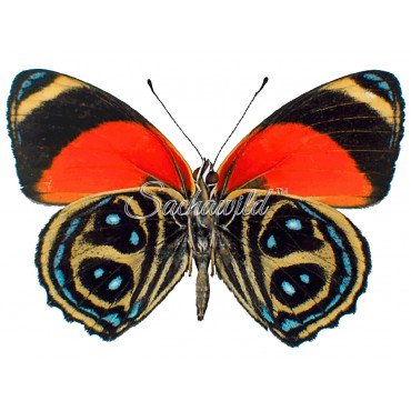 Callicore Texa Maimuna (M)