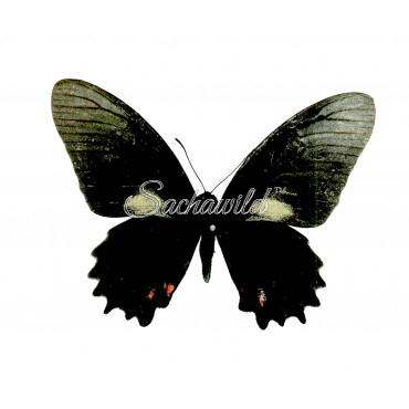 Mimoides Ariarathes Gayi