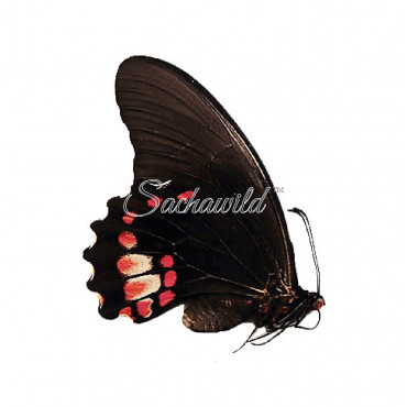 Papilio Anchisiades