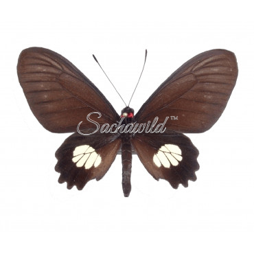 Parides Chabrias (F)