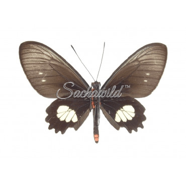 Parides Chabrias (F)