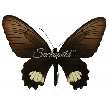 Parides Cutorina (F)