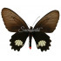 Parides Cutorina (F)