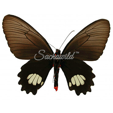 Parides Cutorina (F)