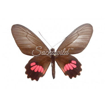 Parides Neophilus Olivencius (F)