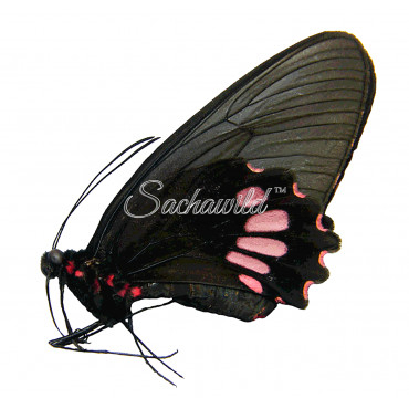 Parides Neophilus Olivencius (F)