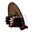 Parides Panthonus (F)