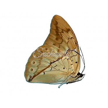 Prepona Licomedes (F)