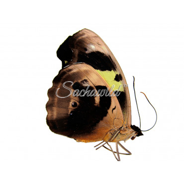 Catonephele Numilia Numilia (F)